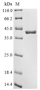 SDS-PAGE