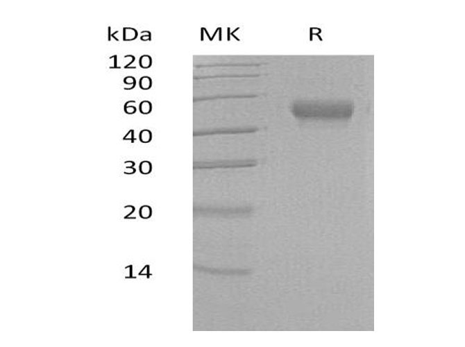 Валидация Elabscience PKSH033295(3629)