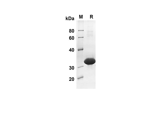 Валидация Elabscience PDEH100478(10)