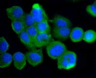 Валидация AssayVector ARM2563(4628)