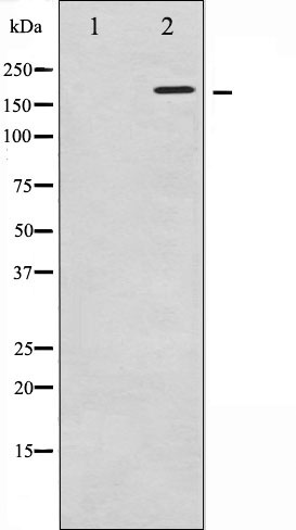 Валидация Affinity AF6480 - 3807