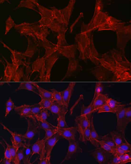 Валидация Elabscience E-AB-91640