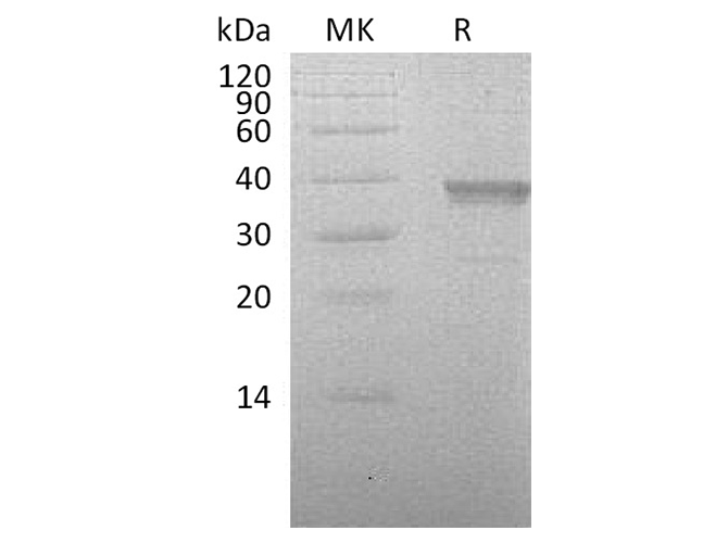 Валидация Elabscience PKSH033464(3778)