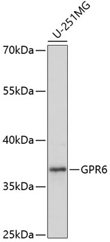 Валидация Elabscience E-AB-65090