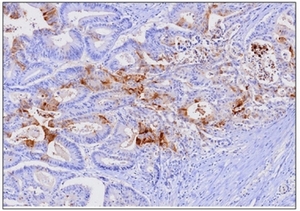 Валидация AssayVector ARM1905(2646)