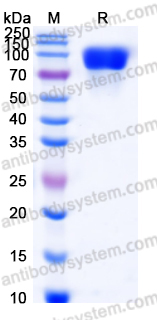 EHP21301, SDS-PAGE