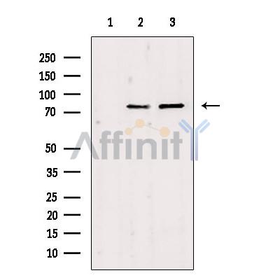 Валидация Affinity DF3260 - 14110