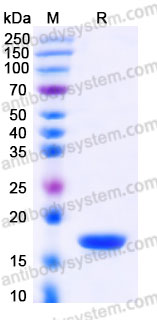 EHF10001, SDS-PAGE