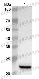 Валидация AntibodySystem PHB21401
