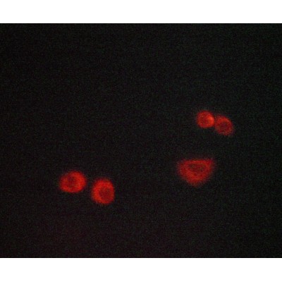 Валидация Affinity AF6193 - 3423