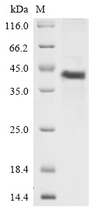 SDS-PAGE