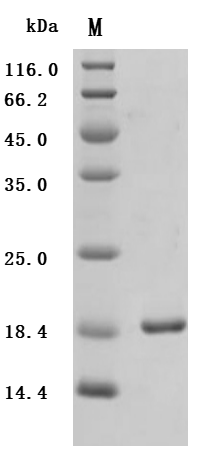 SDS-PAGE