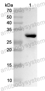 Валидация AntibodySystem PHA92601