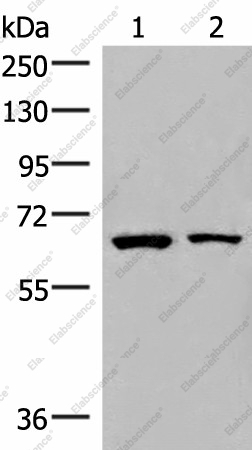 Вестерн-блоттинг, ZNF85, клетки Raji и PC3