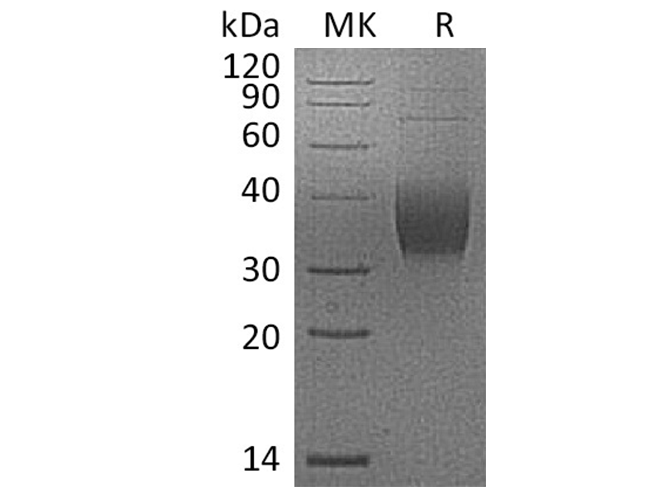 Валидация Elabscience PKSQ050026(5399)