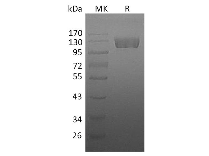 Валидация Elabscience PKSH032726(3154)