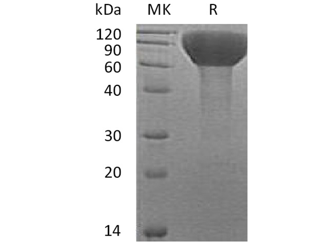 Валидация Elabscience PKSH033675(3958)
