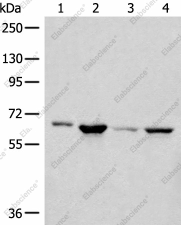 Вестерн-блоттинг, CDC7, клетки 293T, PC-3, HeLa