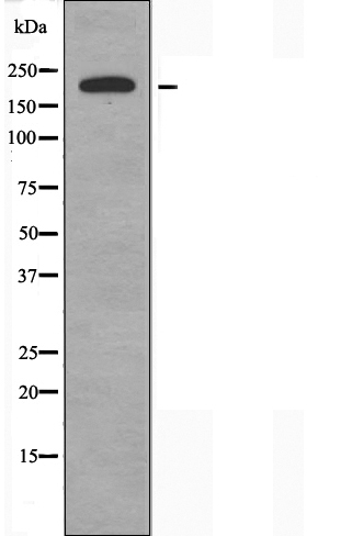 Валидация Affinity DF3617 - 14589