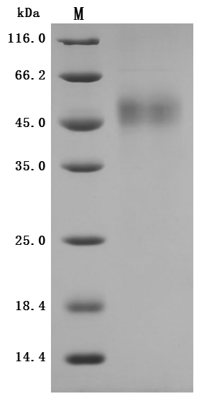 SDS-PAGE