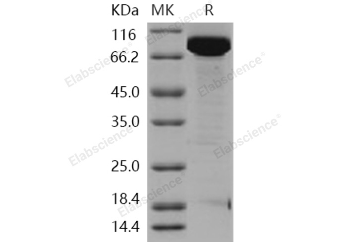 Валидация Elabscience PKSH031158(1930)