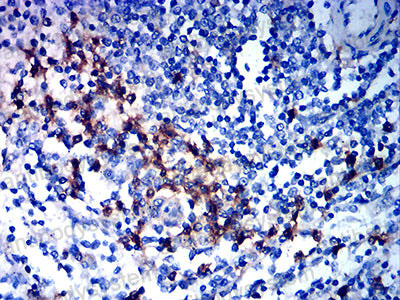 Валидация AntibodySystem RHC86601