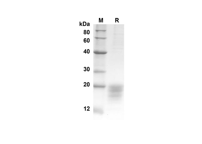 Валидация Elabscience PDMH100203(830)