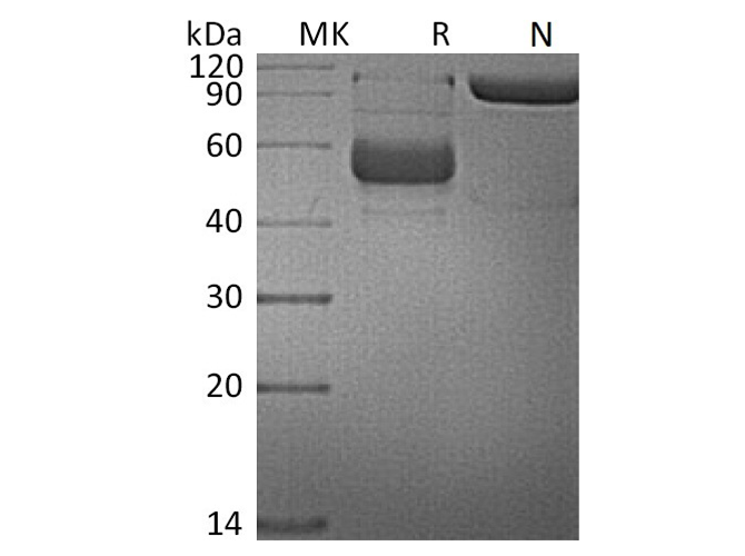 Валидация Elabscience PKSH033497(3801)