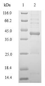 SDS-PAGE