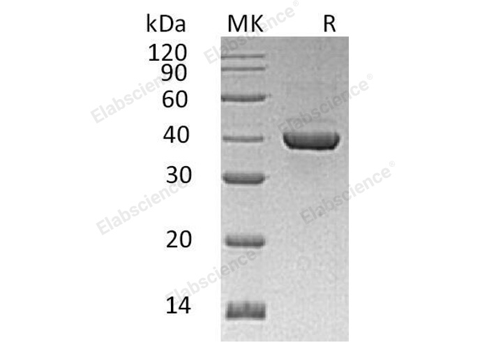 Валидация Elabscience PKSH032461(2931)