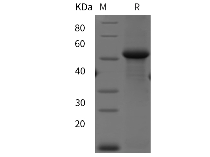 Валидация Elabscience PDEH100903(331)
