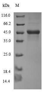 SDS-PAGE