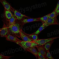 Валидация IF - AntibodySystem RHC99105