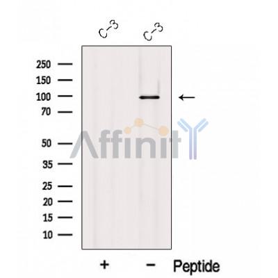 Валидация Affinity DF12654 - 7298