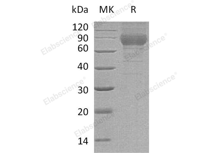 Валидация Elabscience PKSM041126(5043)