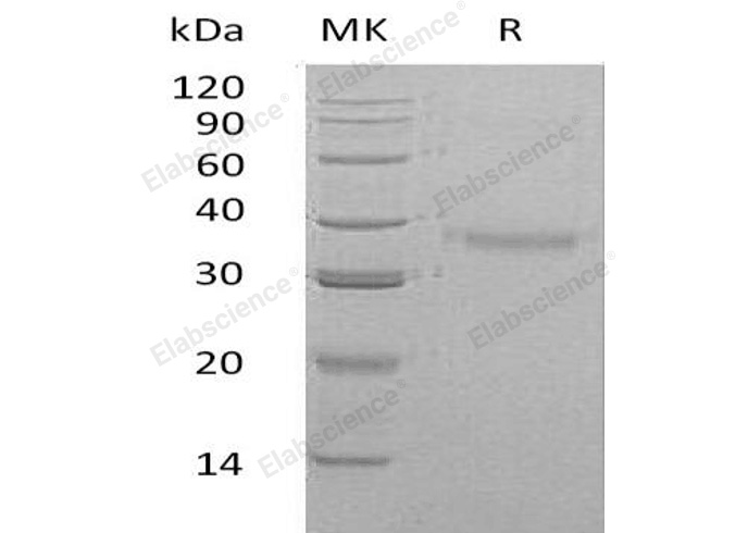 Валидация Elabscience PKSH032283(2785)