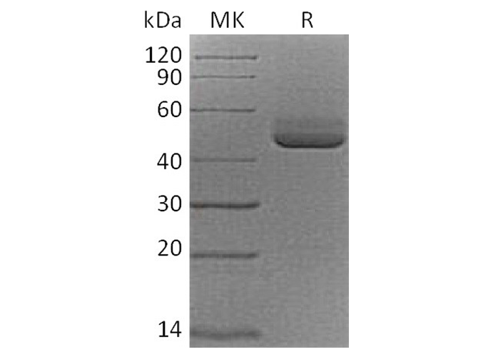 Валидация Elabscience PKSQ050021(5394)