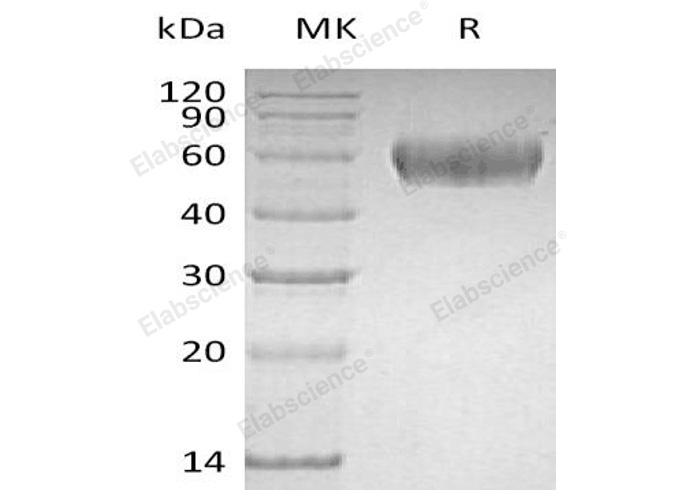 Валидация Elabscience PKSH032713(3142)