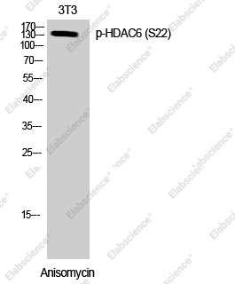 Вестерн-блоттинг, Phospho-HDAC6 (Ser22), клетки 3T3