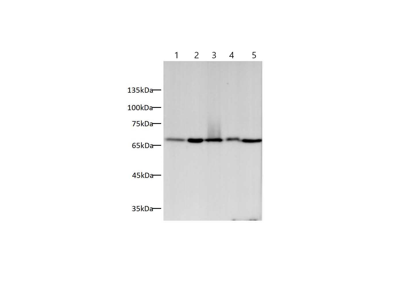 Валидация Elabscience AN005360L