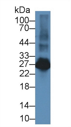 9732