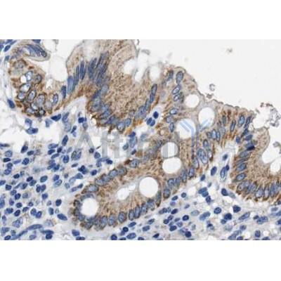 Валидация Affinity AF5166 - 2580