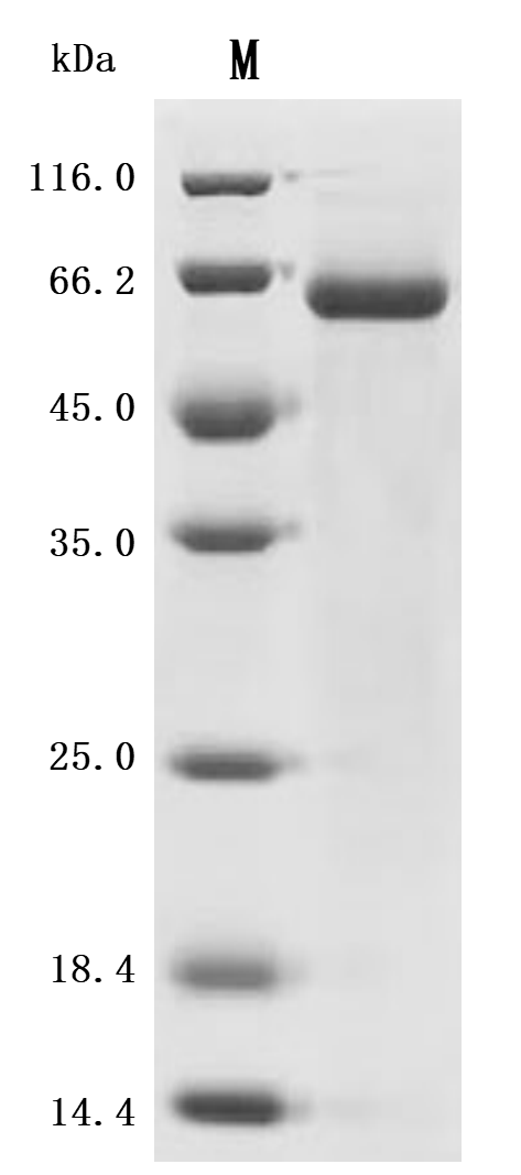 SDS-PAGE