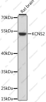 Вестерн-блоттинг, KCNS2, ткань мозга крысы