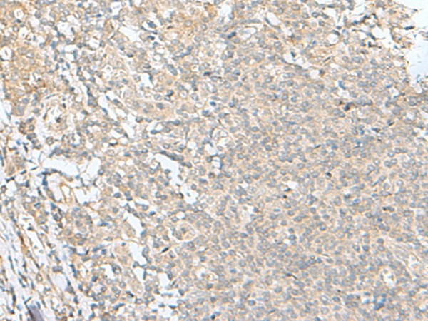 Валидация Elabscience E-AB-18861