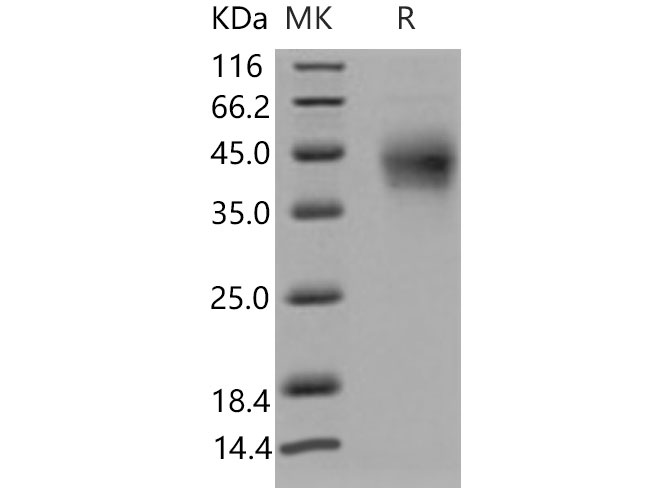 Валидация Elabscience PKSM040851(4809)