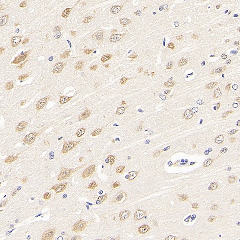 Валидация Elabscience E-AB-70267