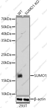 Вестерн-блоттинг, SUMO1, клетки 293T