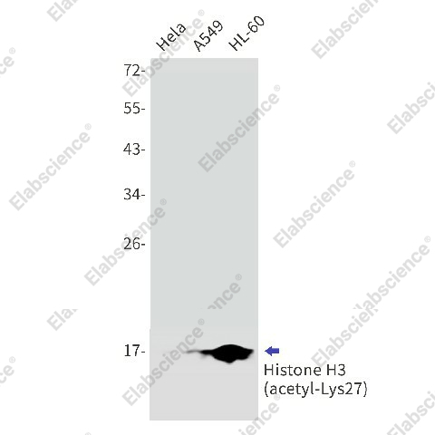 Вестерн-блоттинг, Histone H3 (acetyl-Lys27), клетки HeLa, A549, HL-60