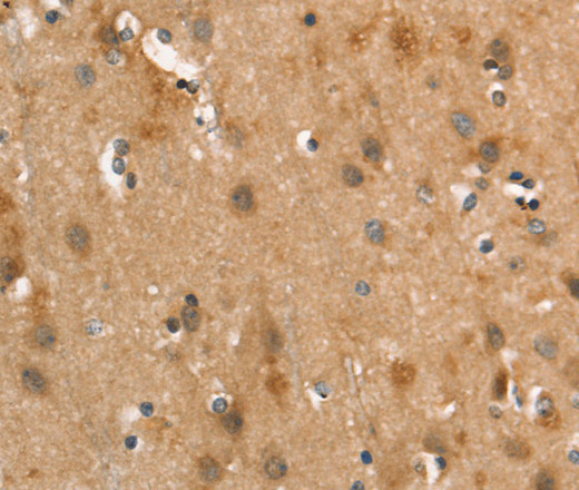 Валидация Elabscience E-AB-13173